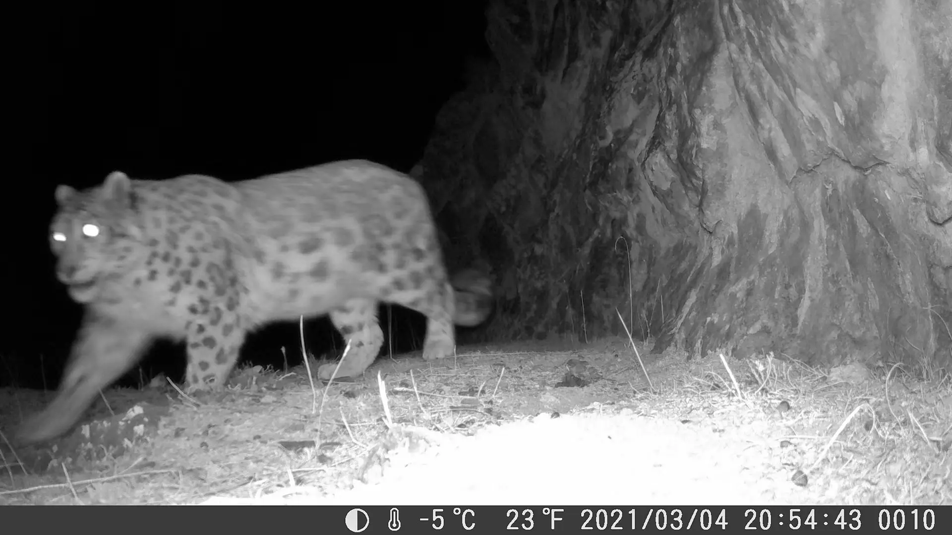 wildlife cameras