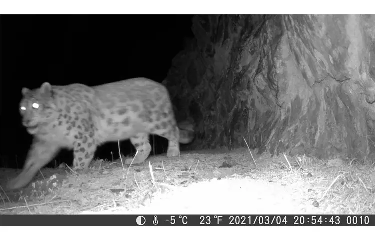 trail wildlife camera